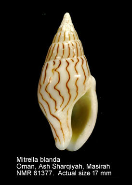 Mitrella blanda.jpg - Mitrella blanda(G.B.Sowerby,1844)
